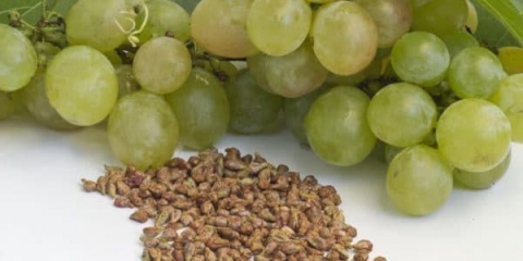 Kako uzgajati grožđe iz sjemenki